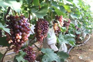 娱乐圈葡萄,揭秘明星背后的秘密与争议